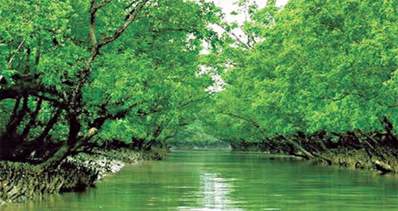 সুন্দরবনে পর্যটক প্রবেশে নিষেধাজ্ঞা উঠছে ১ সেপ্টেম্বর