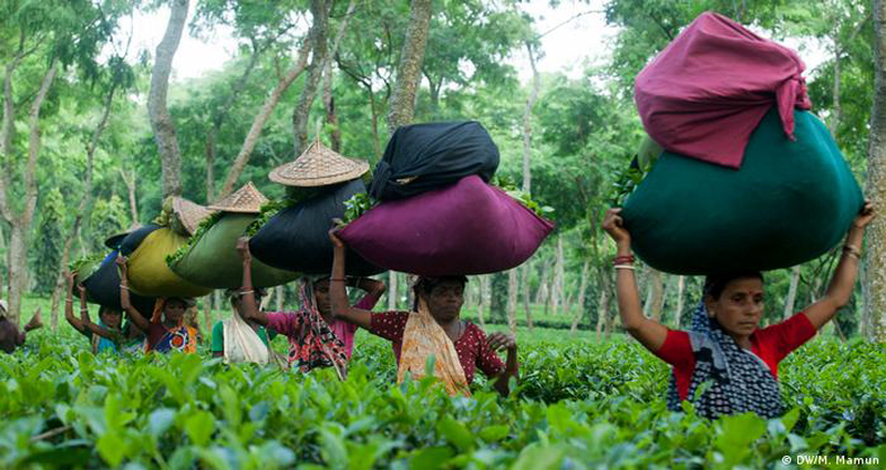 এক কেজি চা ৫০০ টাকা, শ্রমিক পায় ছয় টাকা!