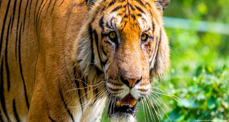 বাংলাদেশ থেকে ‘দেশান্তরী’ হচ্ছে রয়েল বেঙ্গল টাইগার?