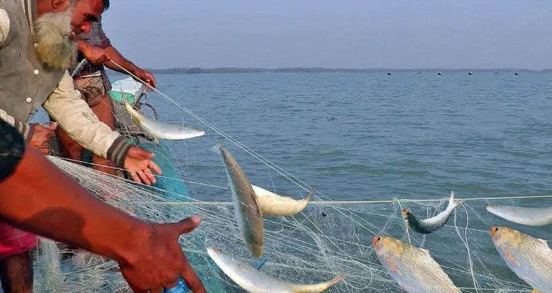 নদীতে কমছে ইলিশের বিচরণ