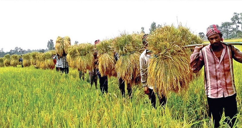 বৃষ্টির পূর্বাভাস, ফসল বাঁচাতে হাওর এলাকার জন্য ৮ পরামর্শ