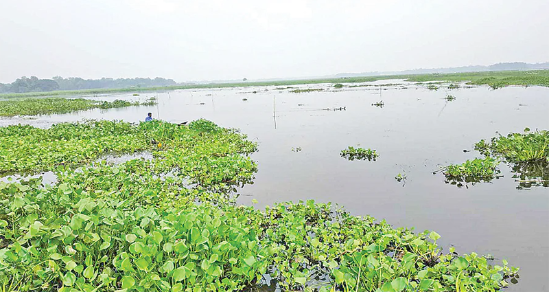 দূষণে নিঃস্ব বেলাই বিল, ব্যবস্থা নিচ্ছে না প্রশাসন!