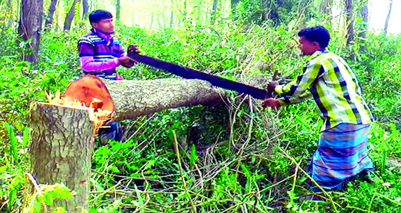 জীববৈচিত্র্য রক্ষায় ২০৩০ সাল পর্যন্ত সংরক্ষিত বনের গাছ কাটা যাবে না
