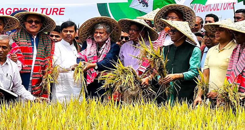 হাওরে ধান কাটা উৎসবে সামিল হলেন তিন মন্ত্রী