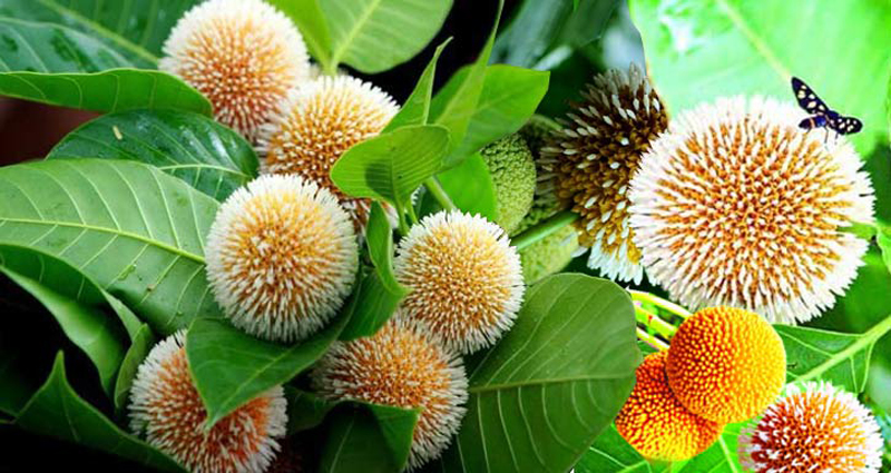আজ পহেলা আষাঢ়