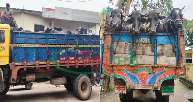 কালীগঞ্জে ৪০ লাখ টাকার পশুবাহী ট্রাক ছিনতাই, ৪০ মিনিটেই উদ্ধার করল পুলিশ