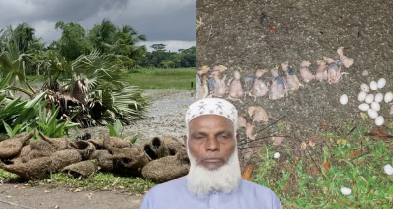 তালগাছ কেটে বাবুই পাখির বাসা ধ্বংস ও ছানা হত্যা: প্রধান আসামি গ্রেপ্তার