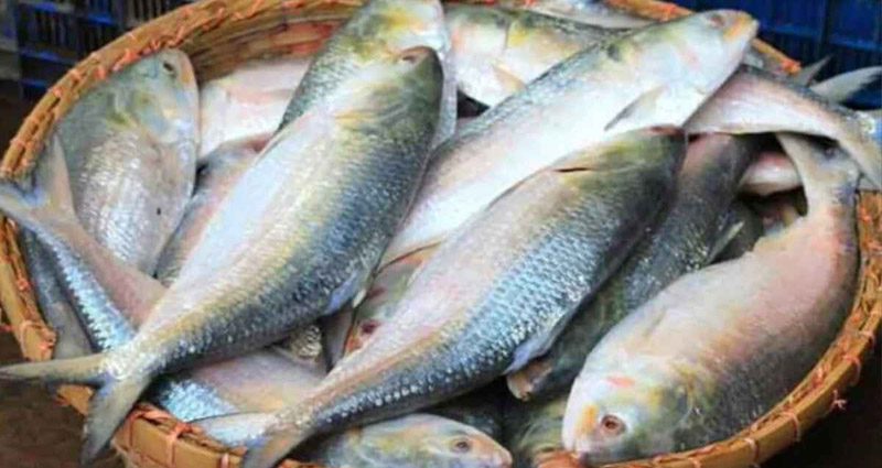এবার ইনডোরে ইলিশ চাষে নামছে প্রাণ-আরএফএল গ্রুপ