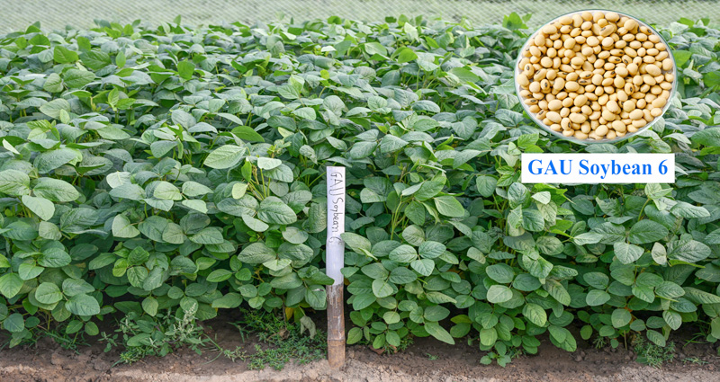 দেশে প্রথম উচ্চ খরা-সহনশীল সয়াবিনের জাত উদ্ভাবন