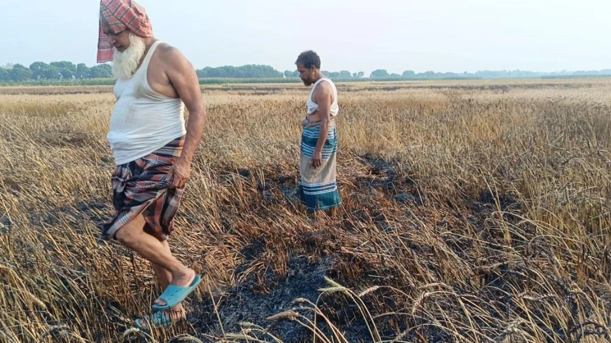 মেহেরপুরে আগুনে পুড়ল ১০০ বিঘা জমির গম