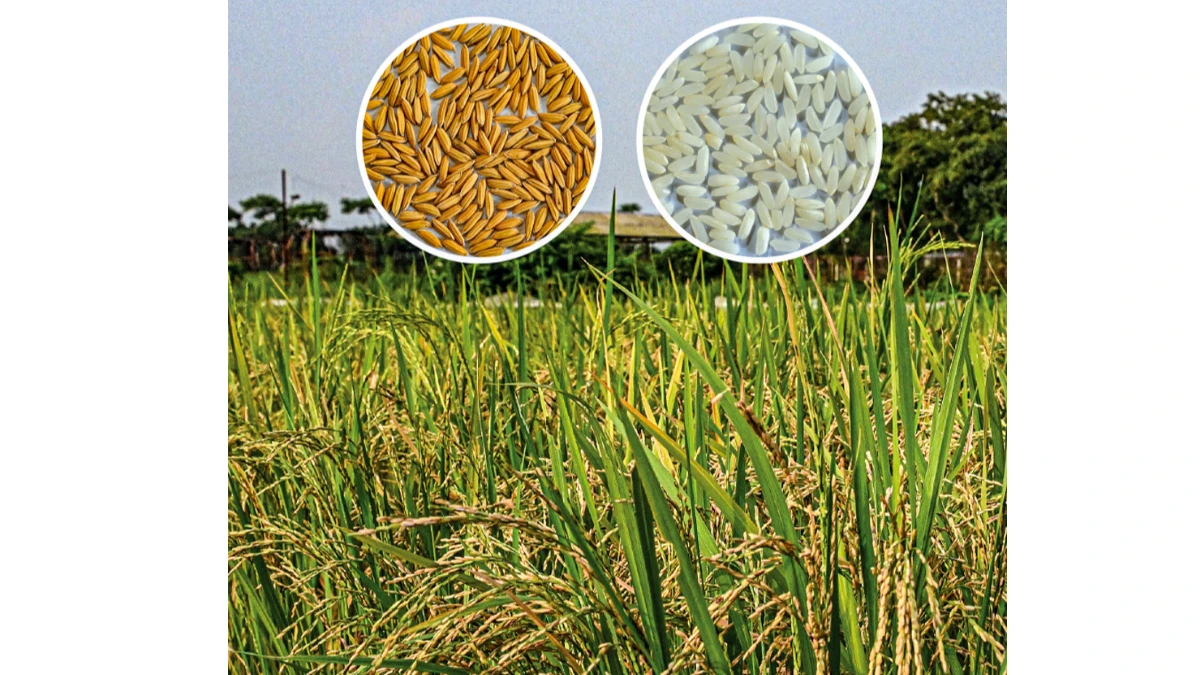 স্বল্পমেয়াদী, উচ্চ ফলনশীল ও চিকন ধানের জাত উদ্ভাবন