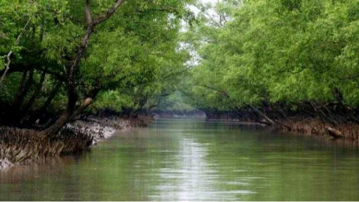 টানা তিন মাস সুন্দরবনে প্রবেশ নিষিদ্ধ ঘোষণা