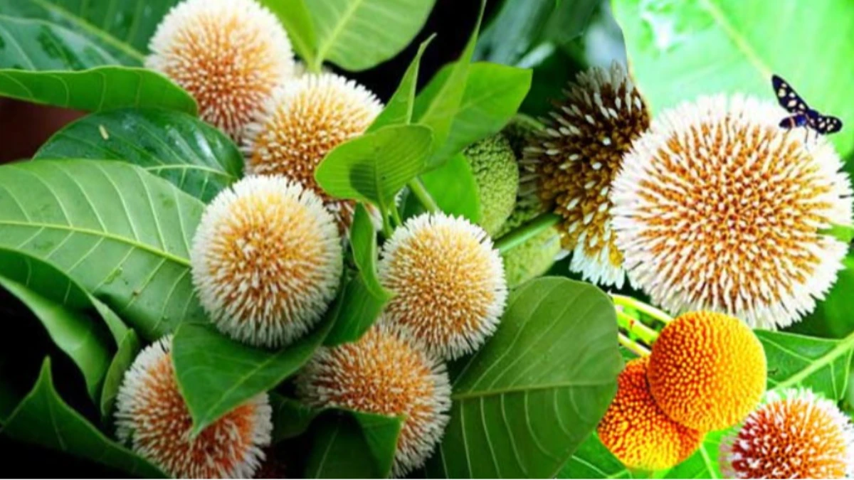 আজ বর্ষার প্রথম দিন