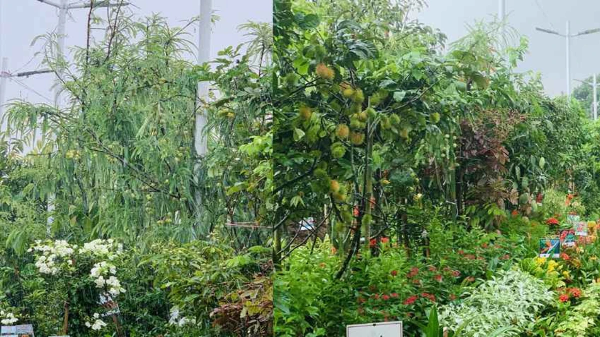 বৃক্ষমেলায় আমলকি ও রাম্বুটান গাছের দাম ৫০ হাজার, আমগাছ ২৫ হাজার